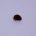 Biscuit Pellet Fly