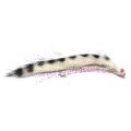 Mini Snake White Barred