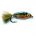 Epoxy Fry BROOK TROUT