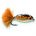 Epoxy Fry BROWN TROUT