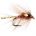 JC Flashtail - ORANGE