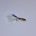 Epoxy Fry ROACH