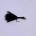 Phils AKA Stalking Buzzer Bug