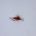 BIG RED Dry Fly