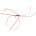 Northern Spider Red
