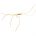 Northern Spider Yellow