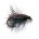 Nymph BLACK BEETLE