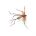 Special Dry DADDY LONGLEGS