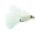 Special Goldhead TADPOLE WHITE