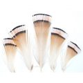 GOLDEN PHEASANT - Tippet Feathers SMALL