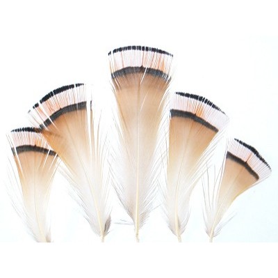 GOLDEN PHEASANT - Tippet Feathers SMALL