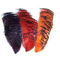GOLDEN PHEASANT - 1/2 Collar
