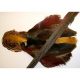 GOLDEN PHEASANT - COMPLETE SKIN (head, body, tail)