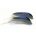 MALLARD DUCK WING QUILLS BLUE WHITE TIP