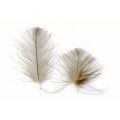CUL-DE-CANARD Gland - Super Selected (15 Large, 15 Small)