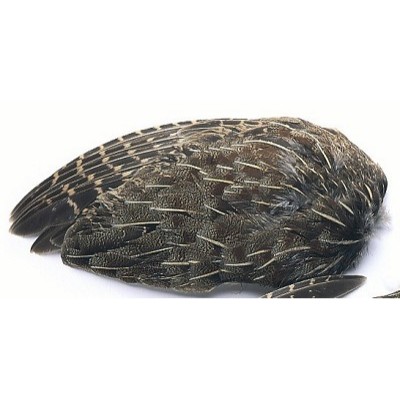 PARTRIDGE - ENGLISH GREY - NECK HACKLES WHOLE WINGS