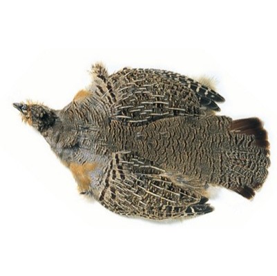 PARTRIDGE - CHINESE GREY COMPLETE SKINS with wings & tails