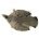 PARTRIDGE - CHINESE GREY (Complete Skins Dyed)