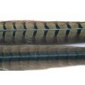 PHEASANT COCK RINGNECK - CENTRE TAILS