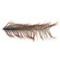 PHEASANT COCK RINGNECK - KNOTTED ON THE QUILL