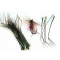 PHEASANT COCK RINGNECK - HOPPER LEGS - SINGLE KNOT