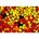 FIREFLY HOT HEAD BEADS - 4mm