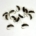 6X PEARL BUTT PEACOCK SPIDER