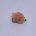 BARBLESS EGGSTASY UV CORAL