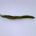 Original Snake OLIVE